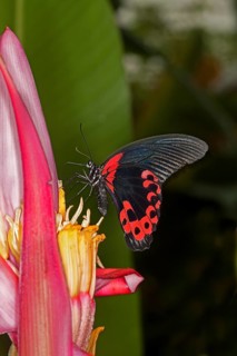 Scarlet Mormon Butterfly