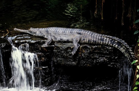 Gavial or Gharial