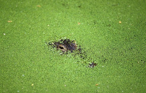 American alligator