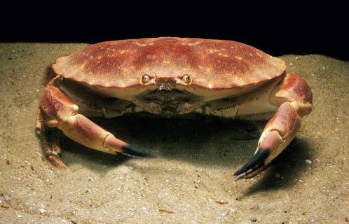 Edible Crab