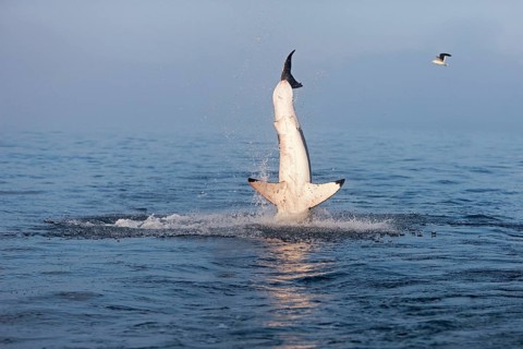 Great white shark