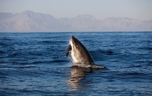 Great white shark