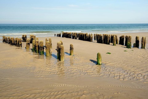 Algae-covered groynes in the evening at low tide