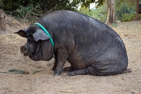 Pot-bellied pig