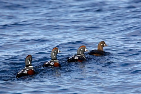 Harlequin duck