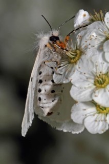Moss rubber moth