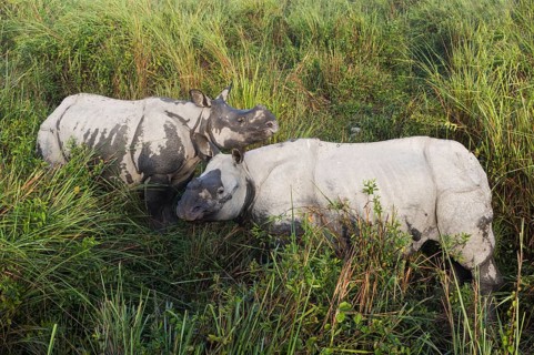 A pair of Indian rhinos