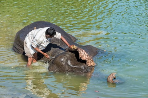Mahout washing his Indian elephant
