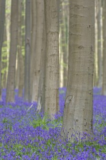 Bluebells