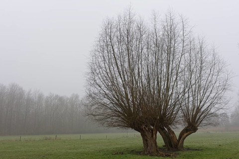 Pollarded Willows