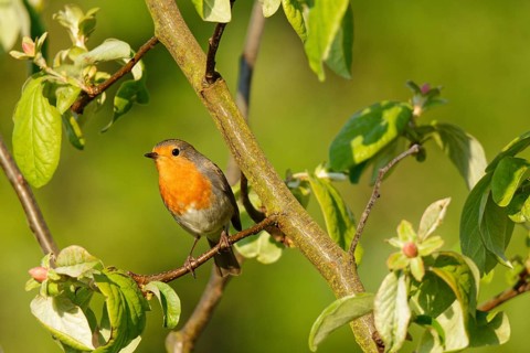 European robin
