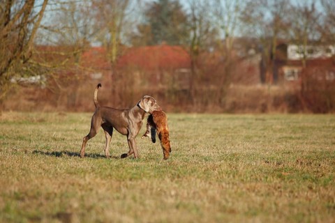 Weimaraner