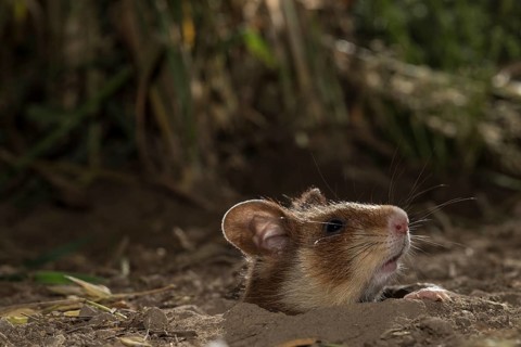 European Hamster