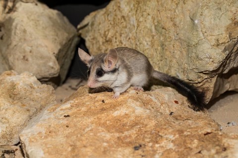 Asian garden dormouse