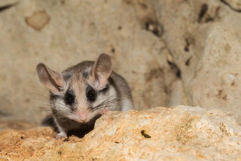 Asian garden dormouse