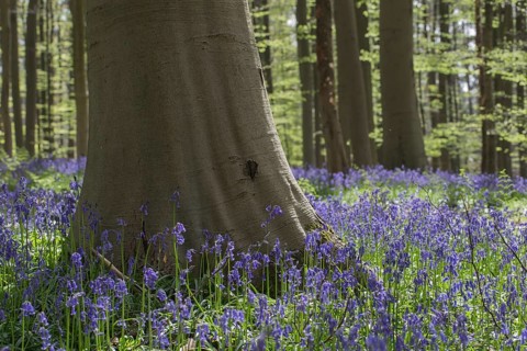Bluebells