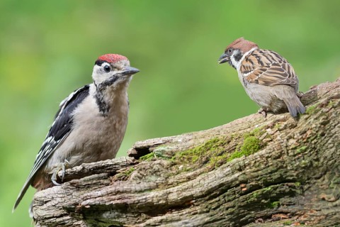 Young spotted woodpecker