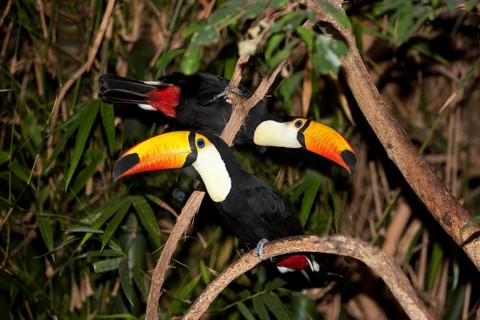 TOCO TOUCAN