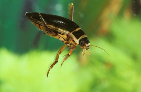 GREAT DIVING BEETLE