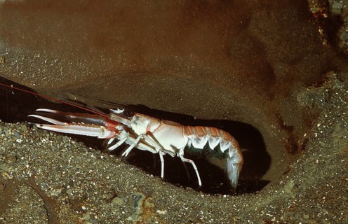 NORWAY LOBSTER