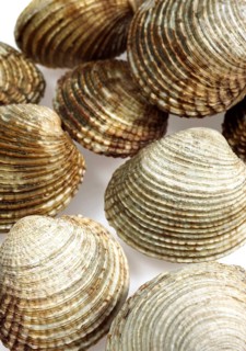 Shells