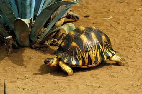 Madagascar Radiated Tortoise