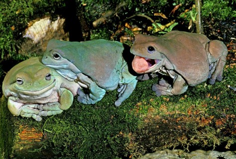 WHITE Australian green tree frog