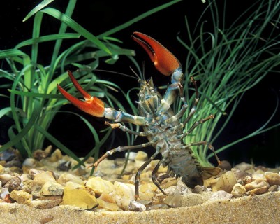 Signal Crayfish