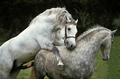 LIPIZZAN HORSE