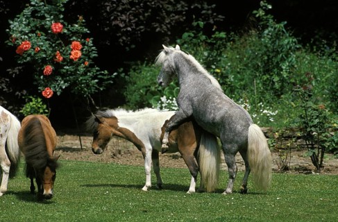 American Miniature Horse