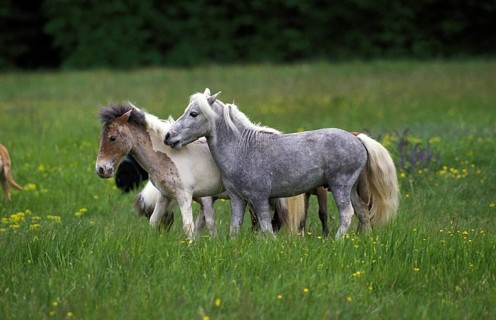 American miniature horse