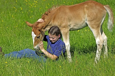 BOY WITH A NORMAN COB'S FOAL