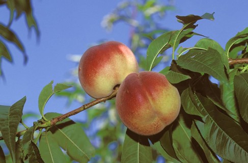 Peach