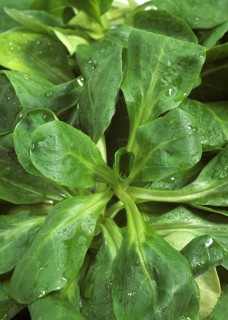 Corn Salad or Lamb's Lettuce