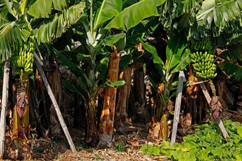 Fruit stands on banana trees