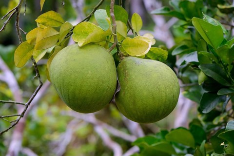 Chinese grapefruit