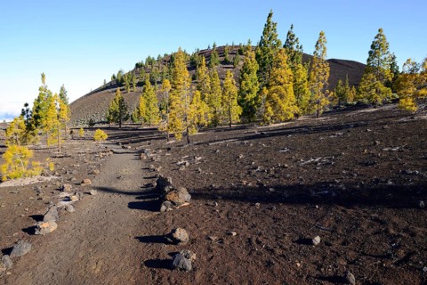 Hiking trails and Canary Island pines