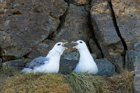 Northern fulmar