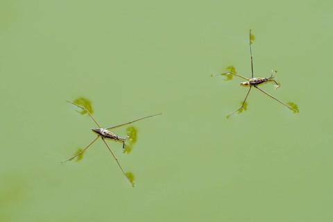 Two common pond skaters