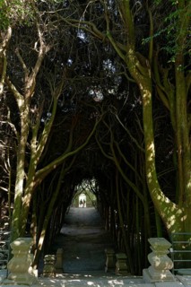 Tunnel of eucalyptus