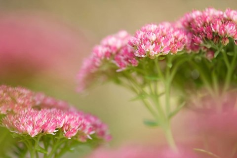 Blossoms of the Stonecrop
