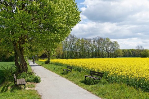 Field with Rape