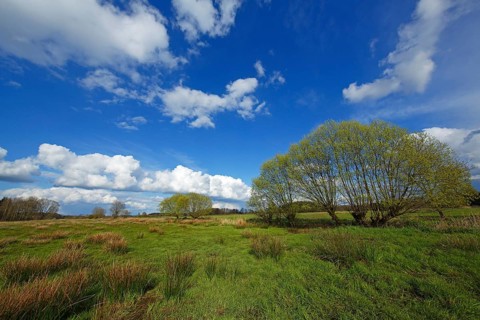 Nature reserve Oberalsterniederung