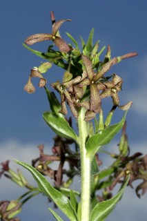 Hesperis tristi