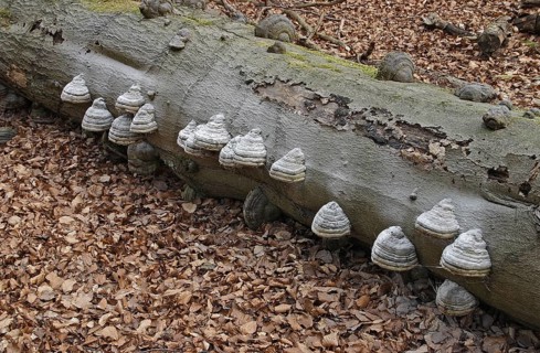 Scale