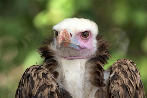 White-headed Vulture
