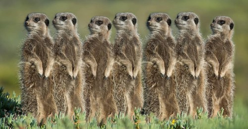 Meerkats
