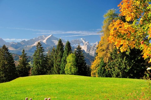 Alpine meadow