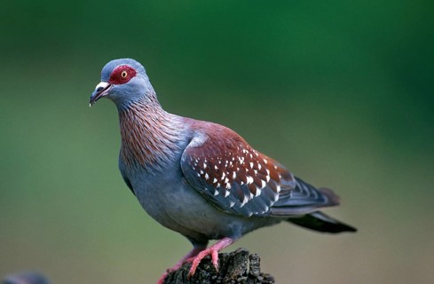 Speckled dove