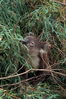 Koala